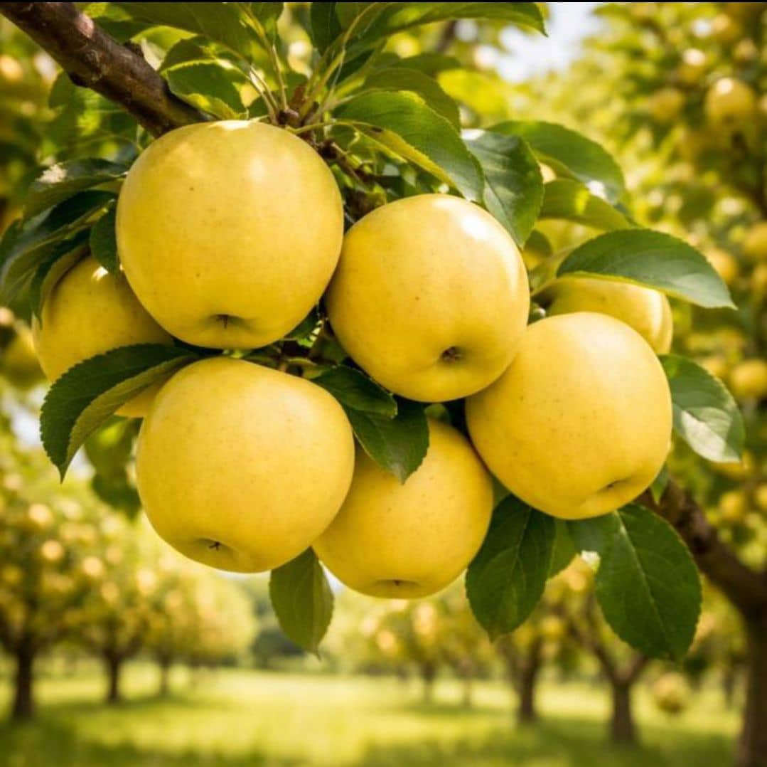 Golden Delicious