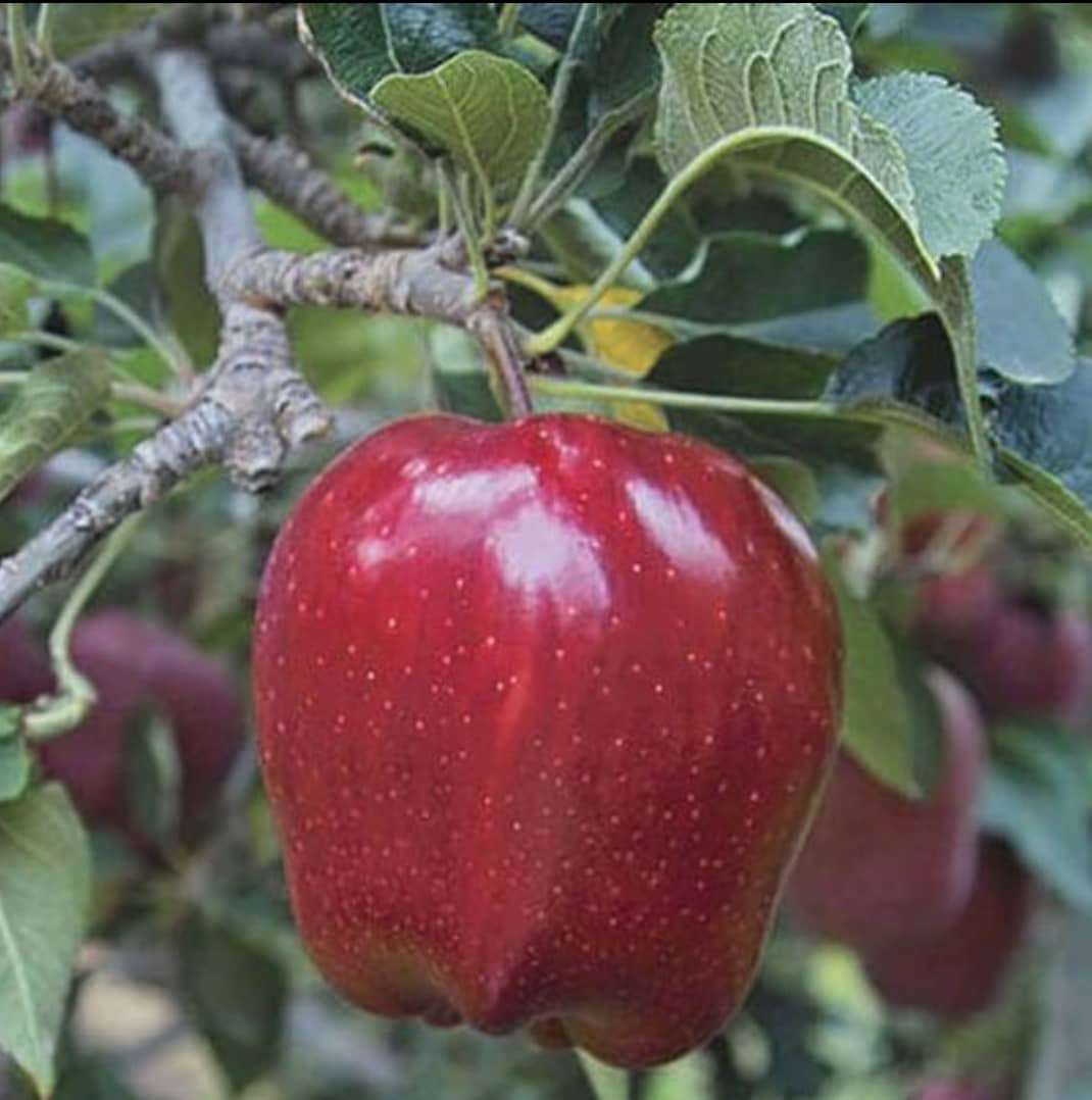 Red Delicious